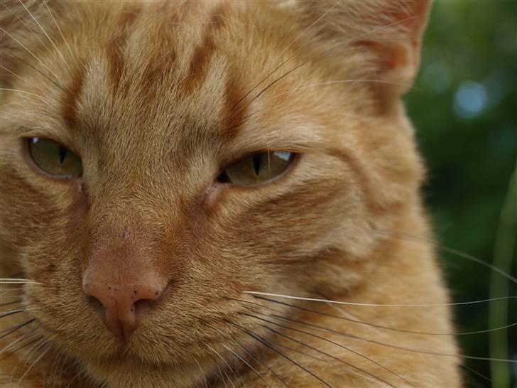 Huskat Pjevs <3 Frejas Bror billede 20