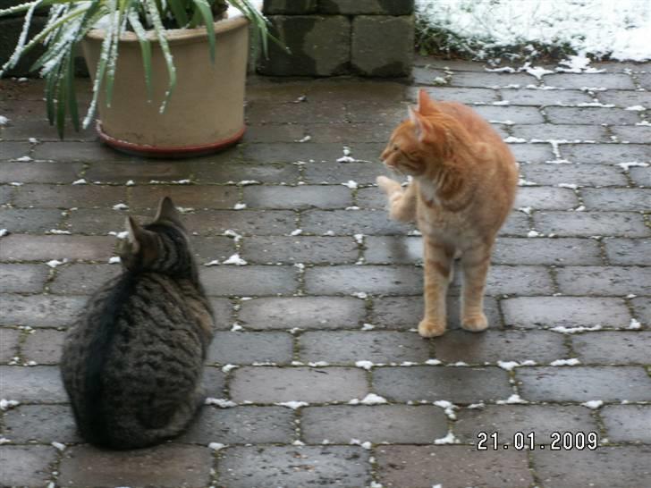 Huskat fenja - fenja og lagekameraten røde mis  billede 10