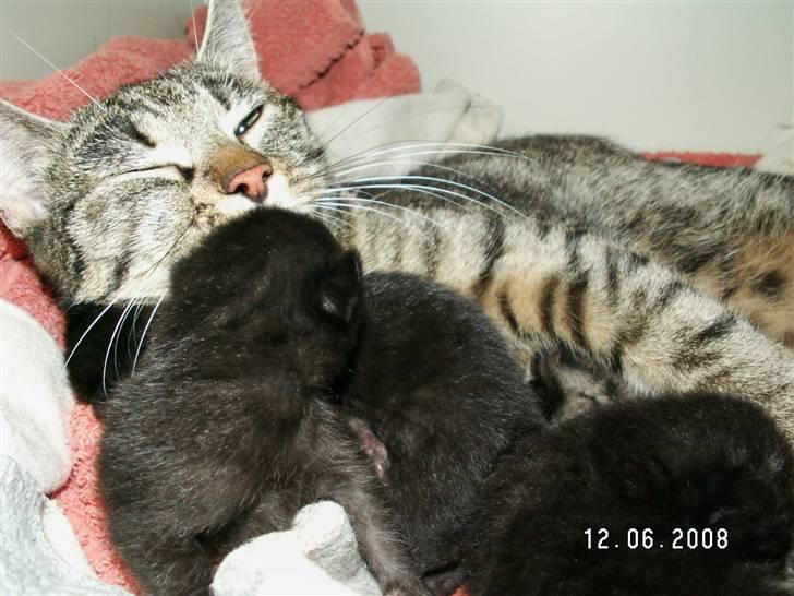 Huskat fenja - den gode misse mor billede 11