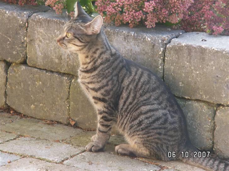 Huskat fenja - smukke dejlig miss billede 12