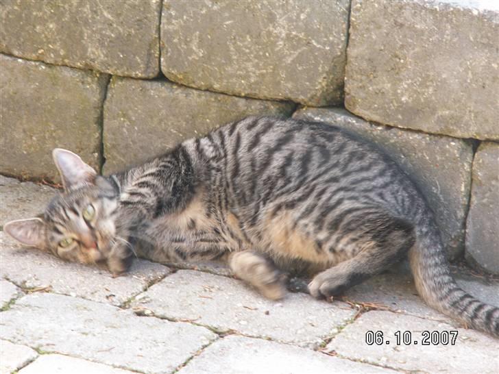 Huskat fenja - se mig se mig jeg er bare dejlig ! billede 13