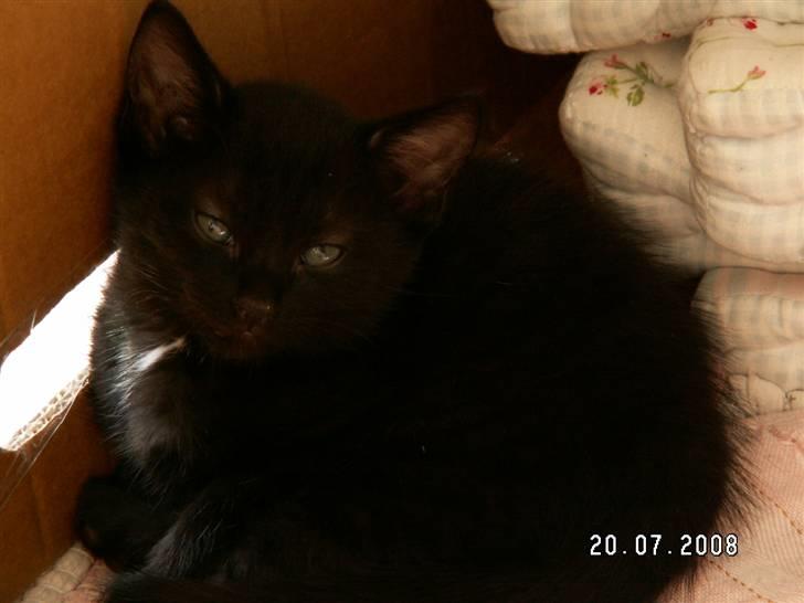 Huskat jetterne billede 1