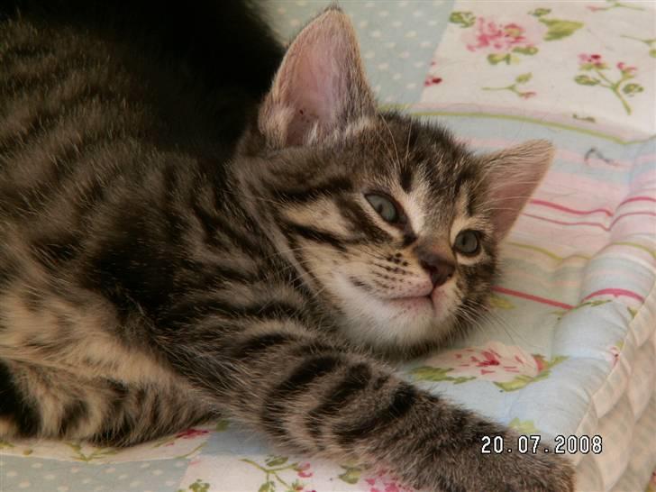 Huskat jetterne - 3 uger gammel balder billede 2