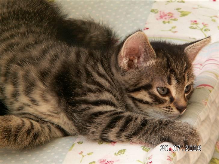 Huskat jetterne - menja 3 uger gammel billede 3