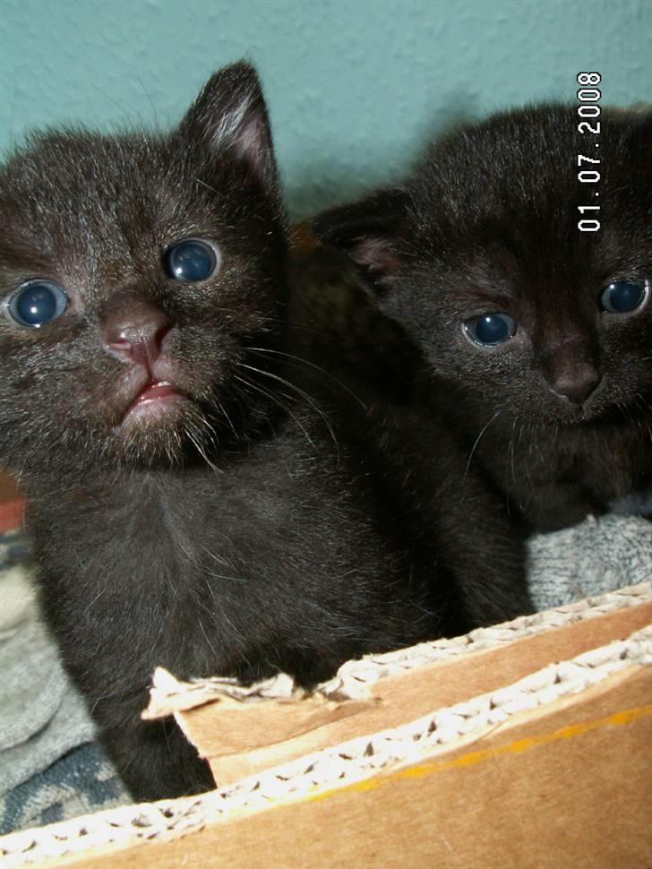 Huskat jetterne - menja og loke billede 4