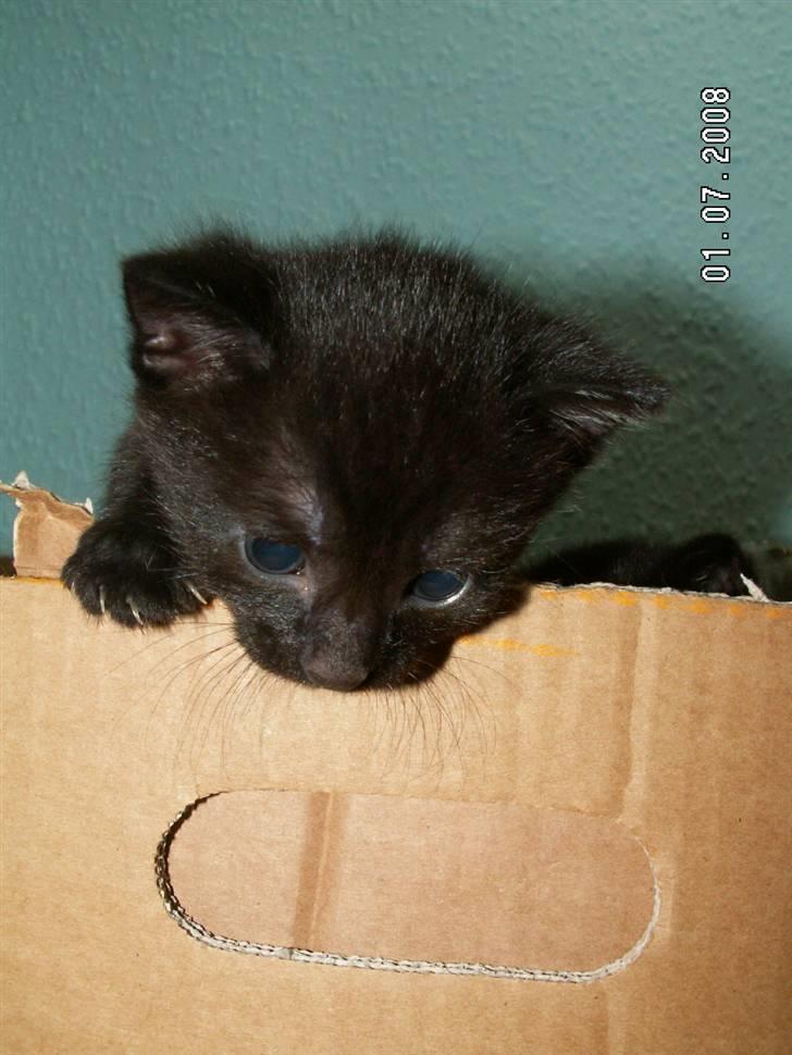 Huskat jetterne - frej.... billede 5