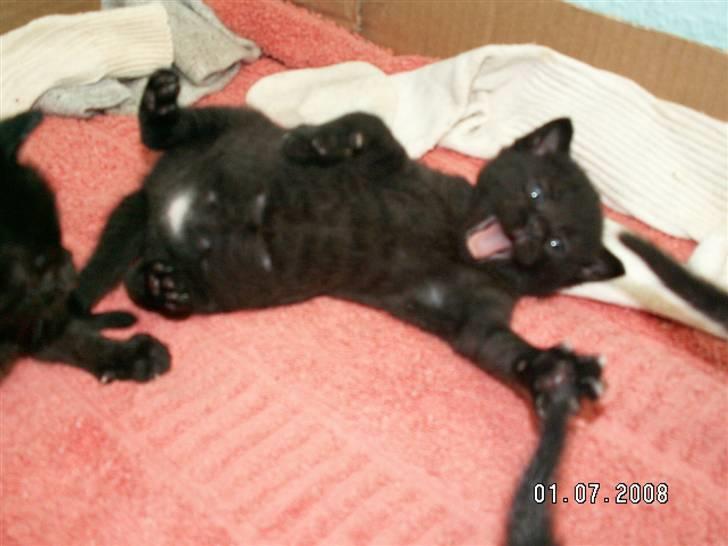 Huskat jetterne billede 6