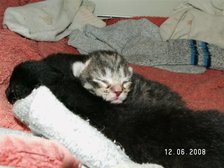 Huskat jetterne - 2 dage gamle billede 7