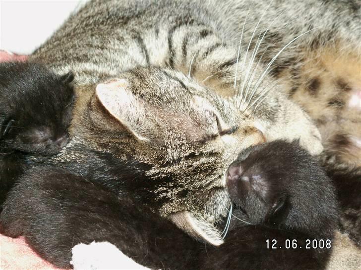 Huskat jetterne billede 8