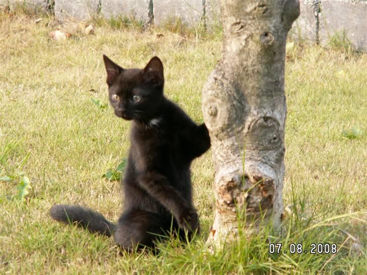 Huskat jetterne billede 9