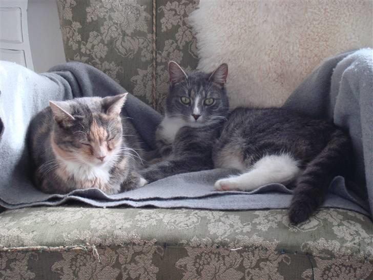 Huskat  * (¯`'BETTE MIS'´¯) * billede 12