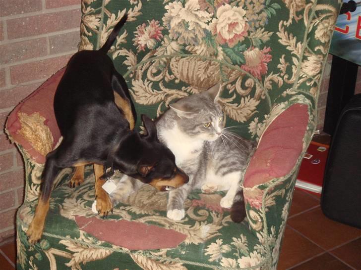 Huskat  * (¯`'BETTE MIS'´¯) * billede 13