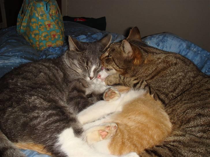 Huskat  * (¯`'BETTE MIS'´¯) * billede 14