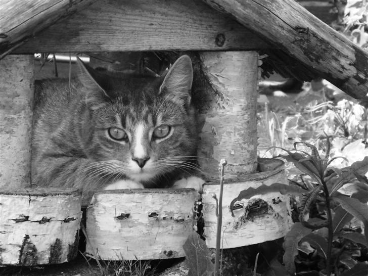 Huskat  * (¯`'BETTE MIS'´¯) * billede 15