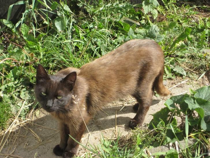 Blanding af racer Piratos billede 2