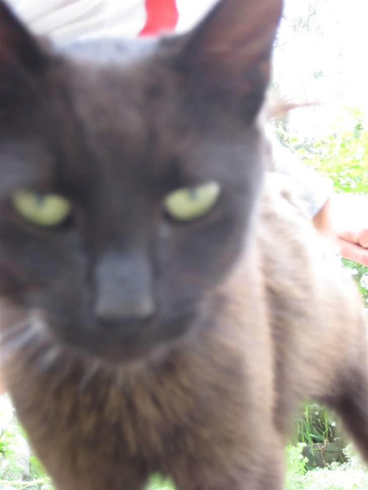 Blanding af racer Piratos billede 3