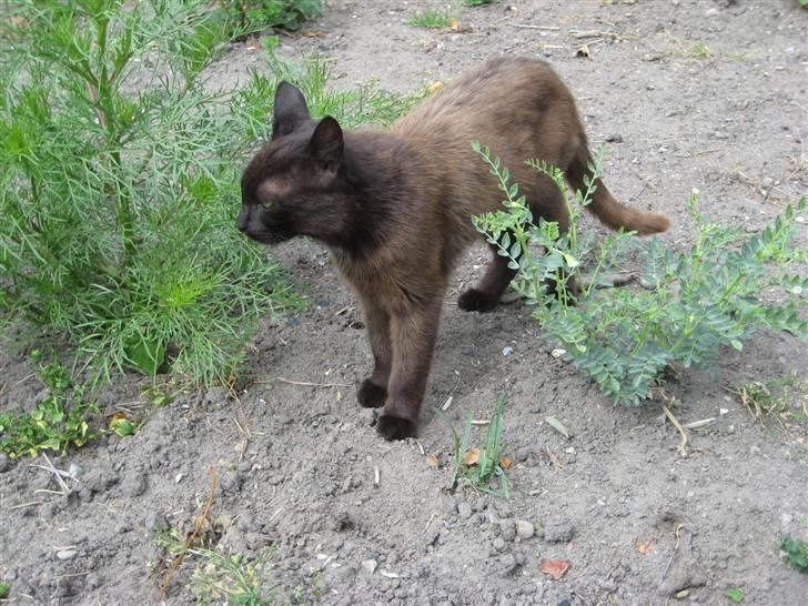 Blanding af racer Piratos billede 4