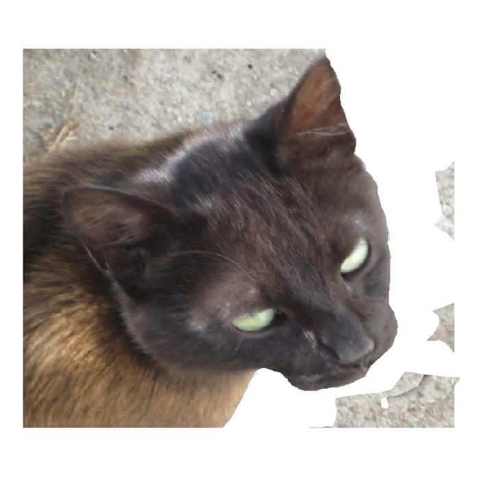 Blanding af racer Piratos billede 5