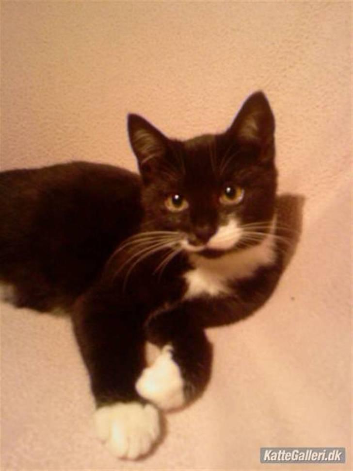 Huskat Kitty billede 10