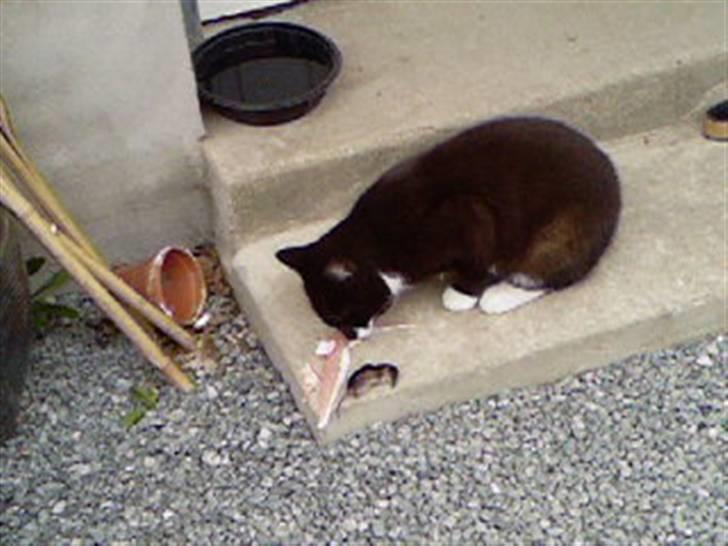 Huskat Kitty - Her spiser jeg bacon, med den mus jeg lige har fanget ! billede 11