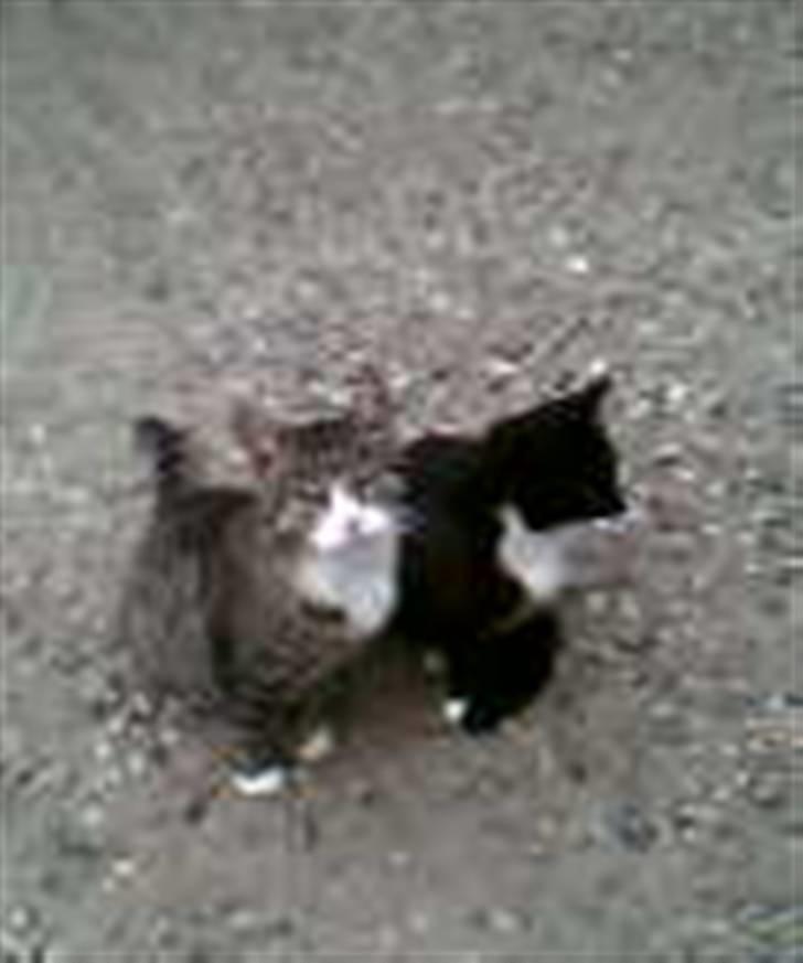 Blanding af racer MulleMax - Mig og min bedste ven. Savner dig Laben. billede 7