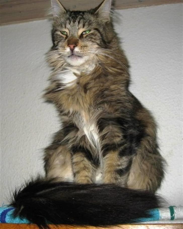 Maine Coon Toffee billede 8