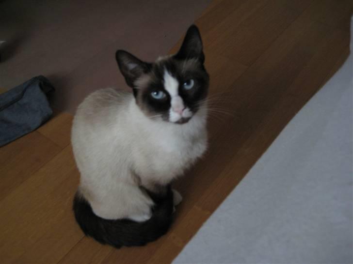 Blanding af racer Dronningen <3 ;D billede 1