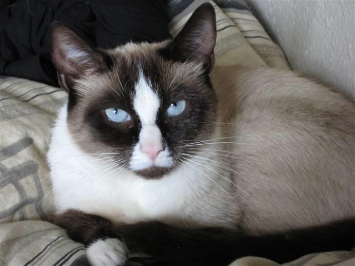 Blanding af racer Dronningen <3 ;D billede 2