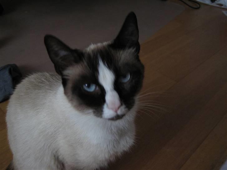 Blanding af racer Dronningen <3 ;D billede 3