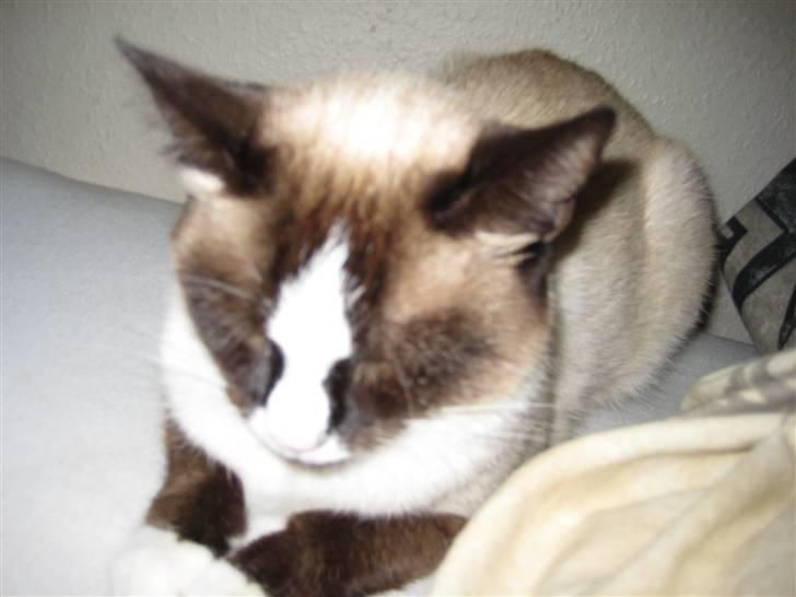 Blanding af racer Dronningen <3 ;D billede 4