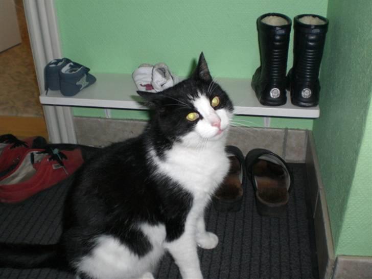 Huskat Basé *aflivet* - » må jeg gerne komme ud? i; billede 8