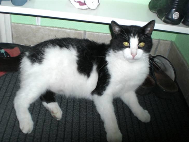 Huskat Basé *aflivet* - » ulalala;; jeg er køn x: billede 9