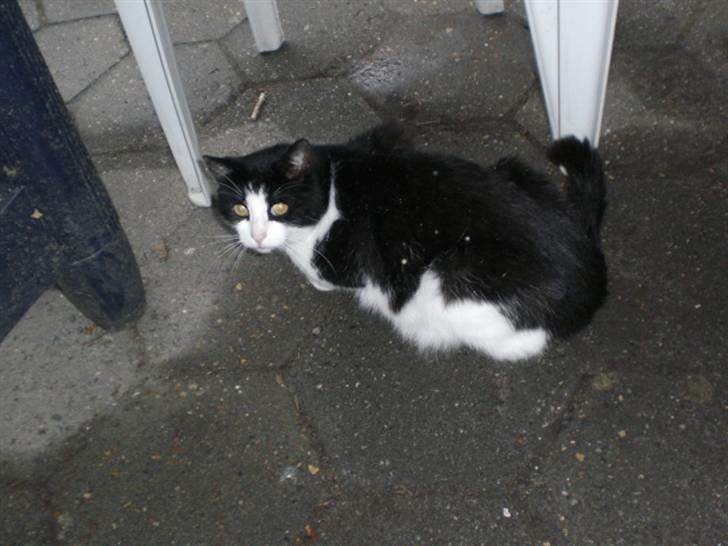 Huskat Basé *aflivet* - » gluk min numse xD billede 10