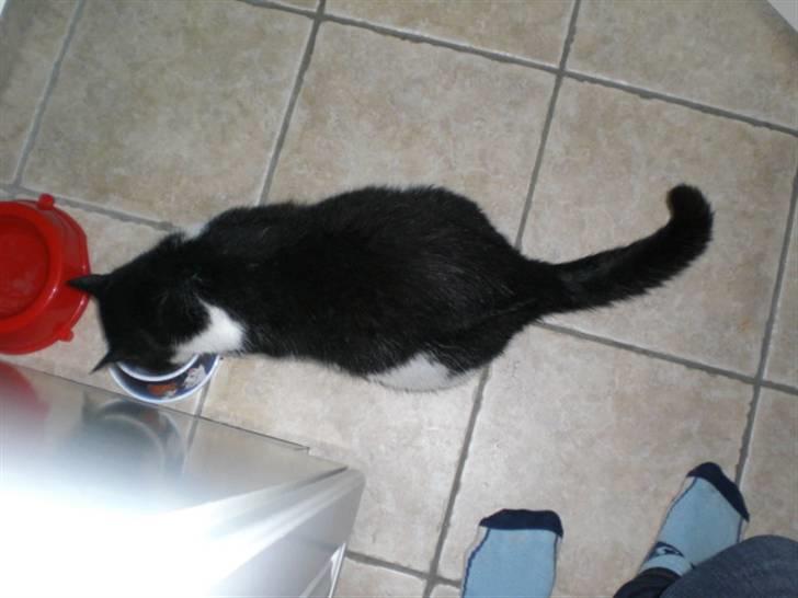 Huskat Basé *aflivet* - » MMMMHHHH;; mad x: billede 11