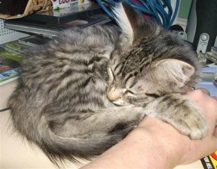 Maine Coon sofie - min lille kæle pot billede 1