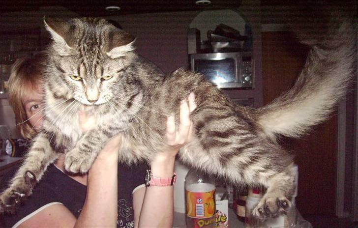 Maine Coon sofie billede 2
