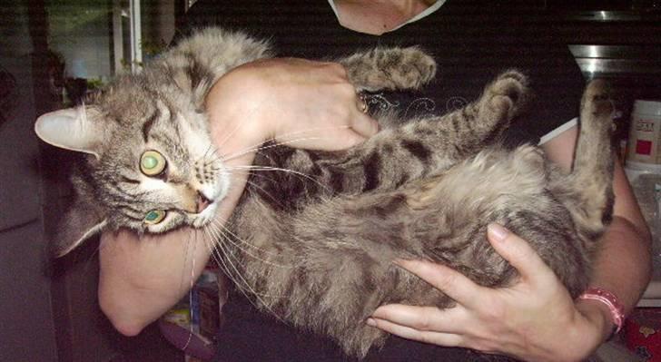 Maine Coon sofie billede 3