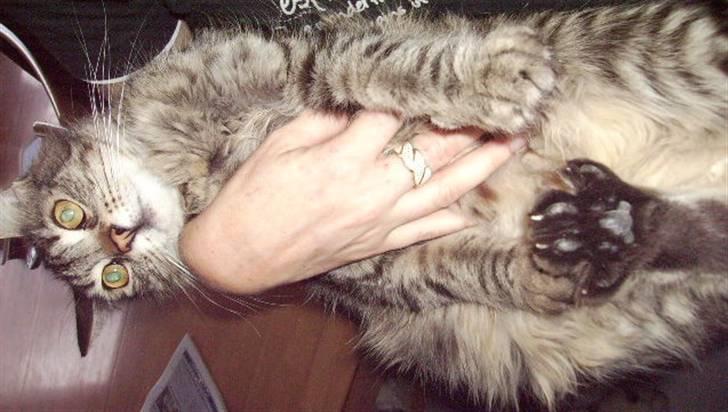 Maine Coon sofie billede 4