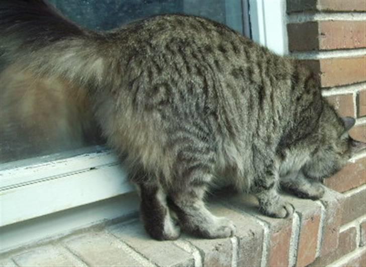 Maine Coon sofie - lad være med at kigge ned  billede 5