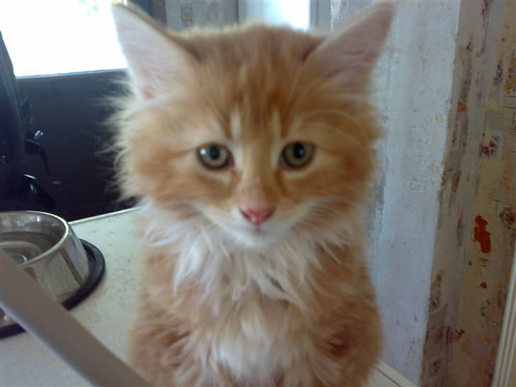 Blanding af racer Pjuske billede 1