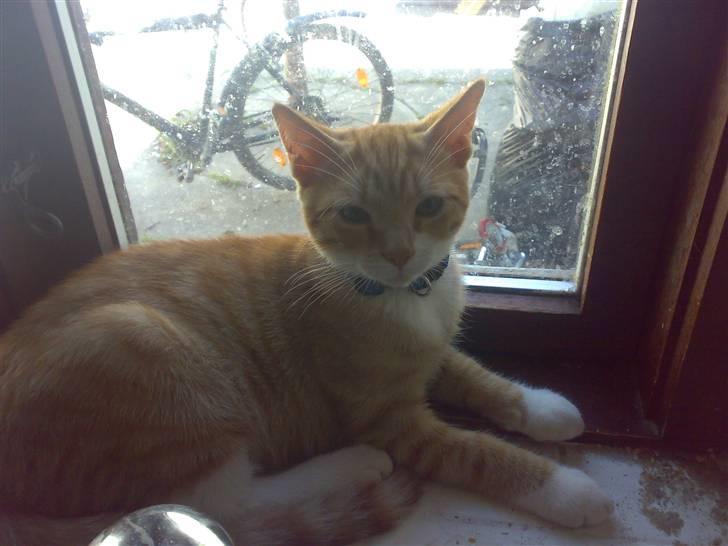 Huskat Oliver billede 1