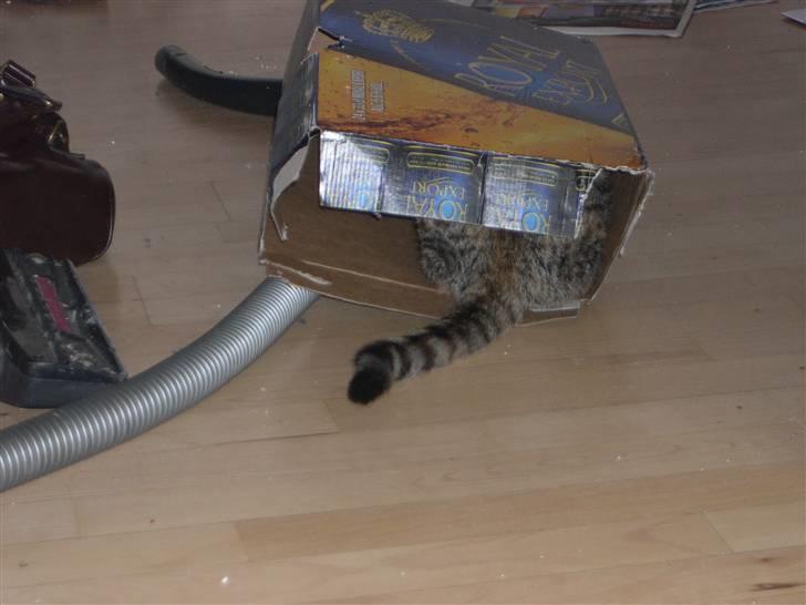 Huskat belle - jeg tror der er noget godt herinde... billede 9