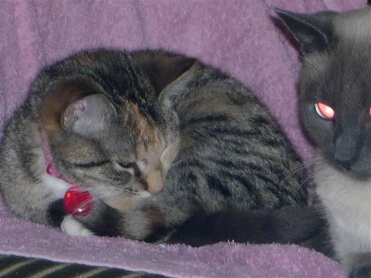 Huskat belle - zzzZZZzzzZZZzzzzZZzzZ billede 11