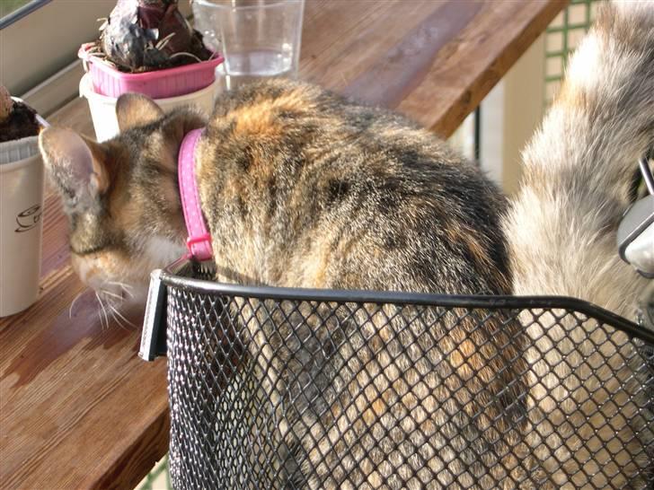 Huskat belle - hov der er noget der er vådt billede 12