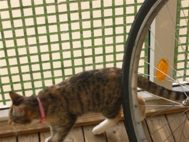 Huskat belle - hvad sker der derovre?? billede 13