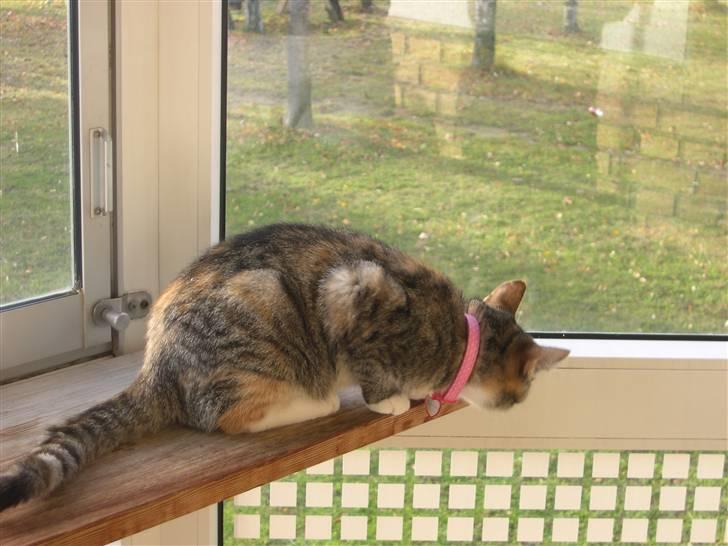 Huskat belle - hallo er du dernede billede 14