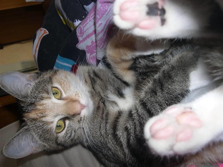 Huskat belle - poteaftryk...  billede 15