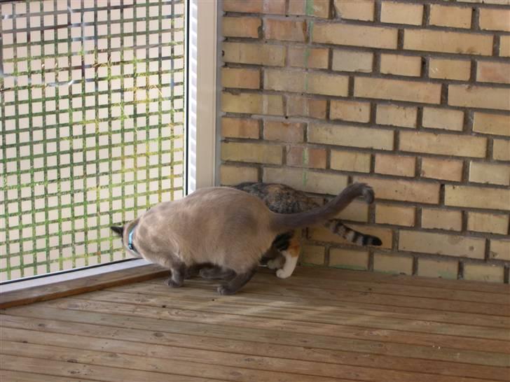 Blanding af racer robin - ja nu er vi jo flyttet så skal man jo lige se faciliteterne an billede 8