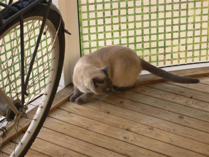 Blanding af racer robin - så jeg noget derovre ?? hmm billede 9