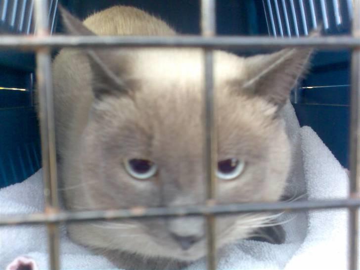 Blanding af racer robin billede 10